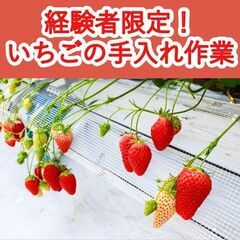 ＼日払い・1日OK！／経験者限定の「いちごの手入れ」作業