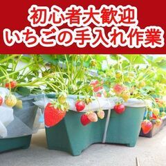 ＼日払い・1日OK！／初心者歓迎！いちごの手入れ作業