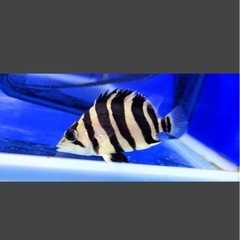ダトニオ 熱帯魚 