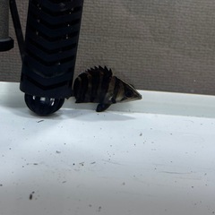 ダトニオ 熱帯魚 の画像