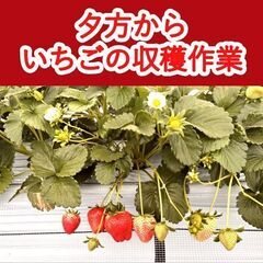 ＼日払い・1日OK！／夕方からのいちごの収穫作業