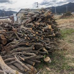 楠です。今年切った木です。軽トライッシャー詰めるだけ積んでくださ...