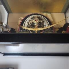 五月人形&陣羽織の画像