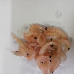 オキアミ 半ボイル 常温保存 6ヶ月 700g  L サイズの画像