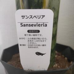 サンスベリアの画像