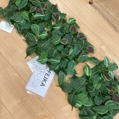 IKEA イケア　Fejka  ウォール　壁　 グリーン　観葉植物　インテリアの画像
