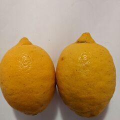 無農薬レモン