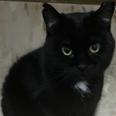 【3〜4才】キュートな黒猫　ニコちゃん🖤 - 横浜市