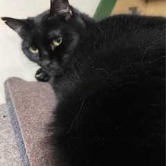 【3〜4才】キュートな黒猫　ニコちゃん🖤 - 猫