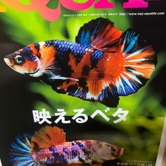 1冊500円〜　ベタ特集