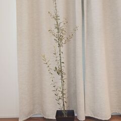 オリーブ苗木  ミッション　植物 