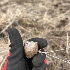お子様に　カマキリの卵　の画像