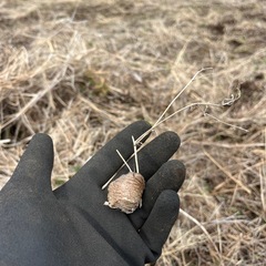 お子様に　カマキリの卵　