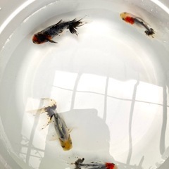 関東東錦の画像