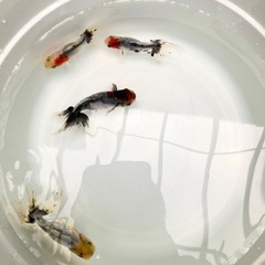 関東東錦