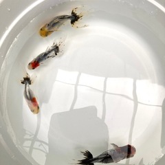 関東東錦の画像