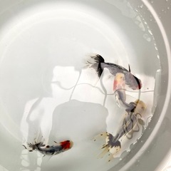 関東東錦の画像