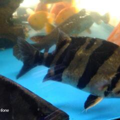 ダトニオプラスワン33cm±の画像