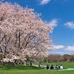 花見会参加しませんか？(発達､精神系のサークル)