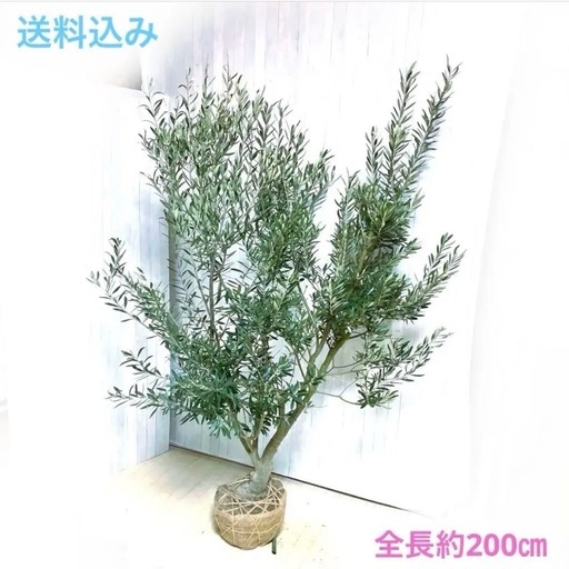 オリーブの木,た植物/観葉植物 シプレッシーノ『特大、綺麗な樹形。全長200㌢』