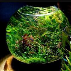 🌈nanashop【新品】グラスアクア スフィア 水草 多肉植物 コケリウム テラリウム 花瓶  ガラス製の画像