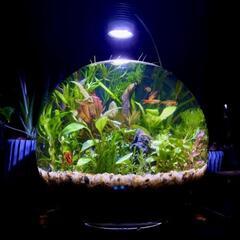 🌈nanashop【新品】グラスアクア スフィア 水草 多肉植物 コケリウム テラリウム 花瓶  ガラス製の画像