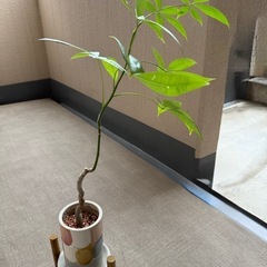 パキラの画像