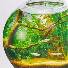 🌈nanashop【新品】グラスアクア スフィア 水草 多肉植物 コケリウム テラリウム 花瓶  ガラス製の画像
