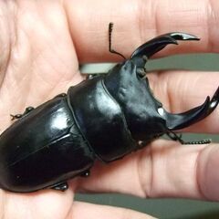 三重県産オオクワガタ F1 ♂67.5ミリ ♀45ミリ ペア