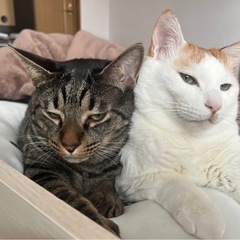 仲良しあき、むぎ - 下関市