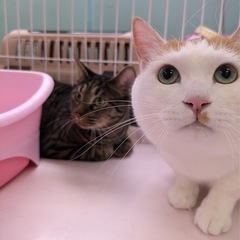 仲良しあき、むぎ - 猫