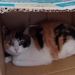 可愛い三毛ちゃん − 群馬県