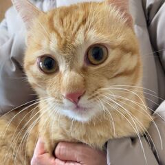 里親さん決まりました　生後10か月 ♂ おっとり茶トラのプリウス君
