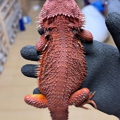 soldout フトアゴヒゲトカゲ　ダークレッド　♂ アダルト