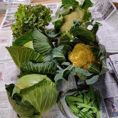 お野菜５種類