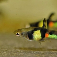 ベネズエラ卵胎生メダカポエキリア　ウインゲイ　エル　ティグレ　1ペア