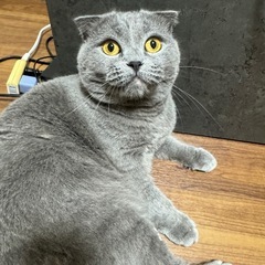 スコティッシュフォールド　メス