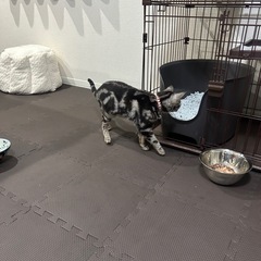 里親募集！1歳メスです