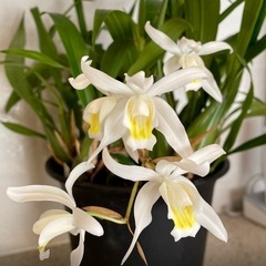 洋ラン　セロジネ　
インターメディア4号鉢　植替済み