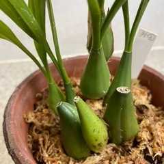 洋ラン　セロジネ　
インターメディア4号鉢　植替済みの画像