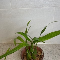 洋ラン　セロジネ　
インターメディア4号鉢　植替済みの画像