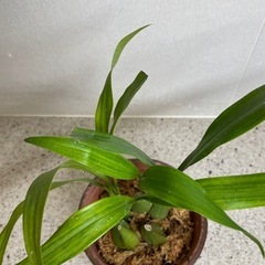 洋ラン　セロジネ　
インターメディア4号鉢　植替済みの画像
