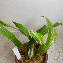 洋ラン　セロジネ　
インターメディア4号鉢　植替済みの画像