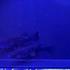 「曜変天目」有精卵10個＋αの

