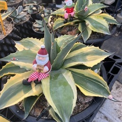 ドライガーデンの植物を育成しています