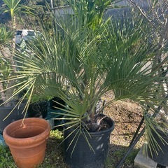 ドライガーデンの植物を育成しています