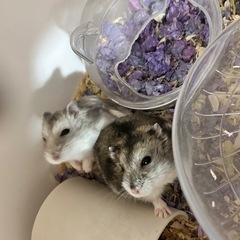 ジャンガリアンハムスター　里親募集です！