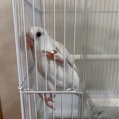 簗瀬にて　迷子　コザクラインコ - 栃木市