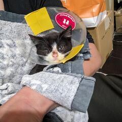余ってる猫ちゃん用品ありませんか？