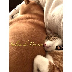 八戸2025/5/23日10〜13時『12の種族』の画像